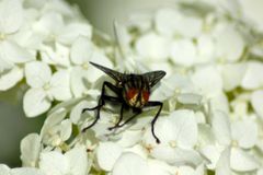 kleine Fliege auf der Blume darfst du bleiben!