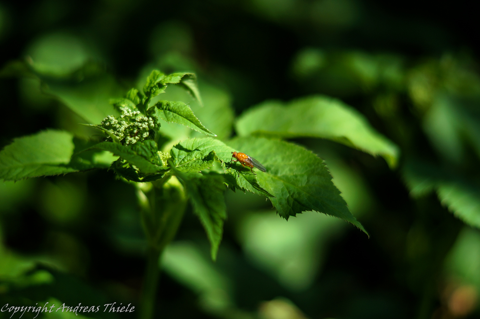 Kleine Fliege auf der großen Bühne der Natur.