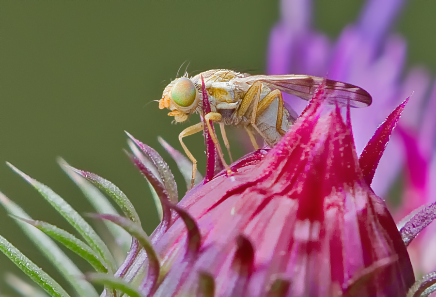 Kleine Fliege auf Distel