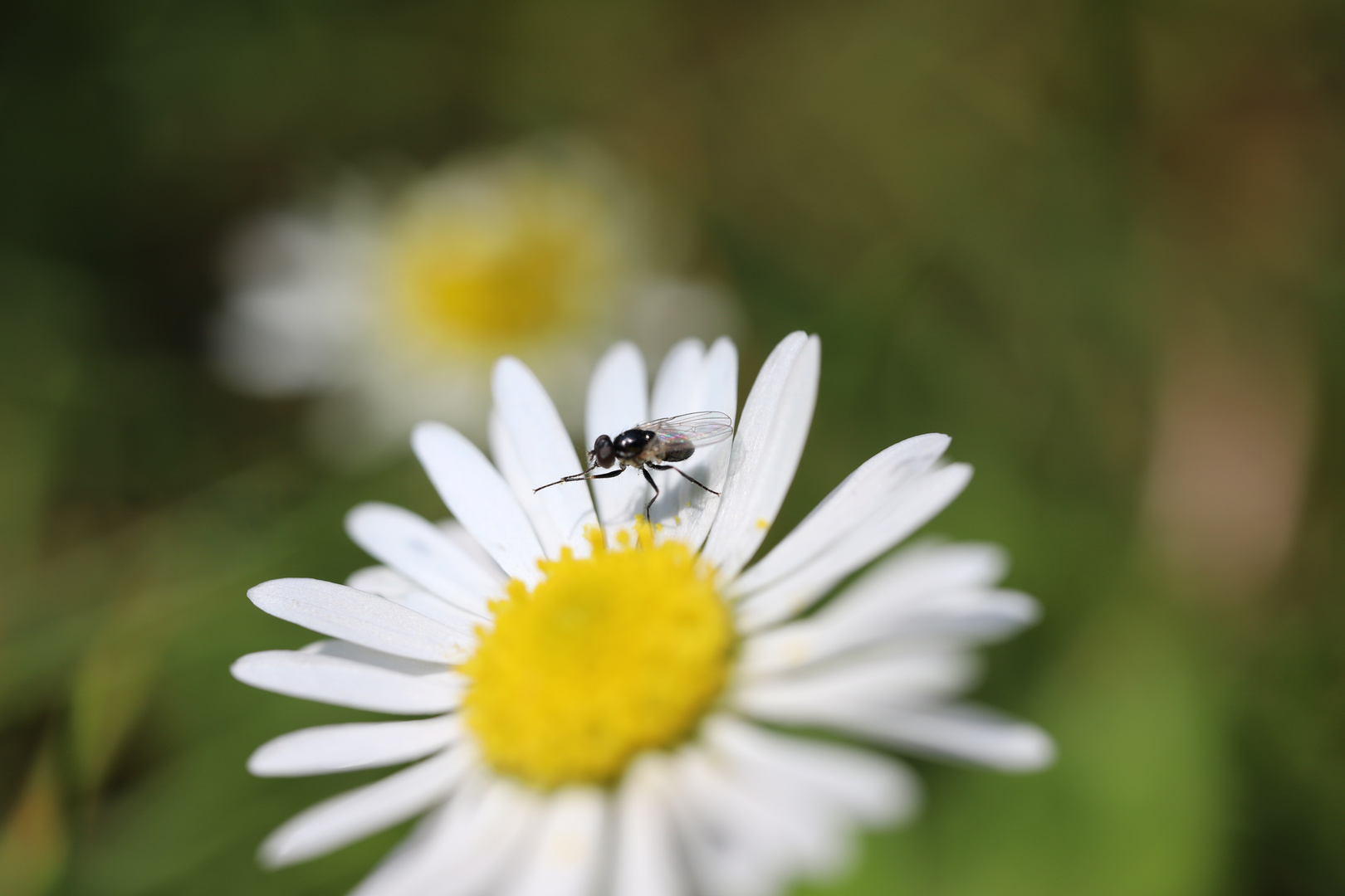 Kleine Fliege auf Gänseblümchen