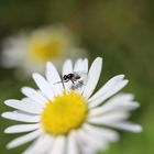 Kleine Fliege auf Gänseblümchen