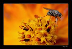 Kleine Fliege auf grosser Blume