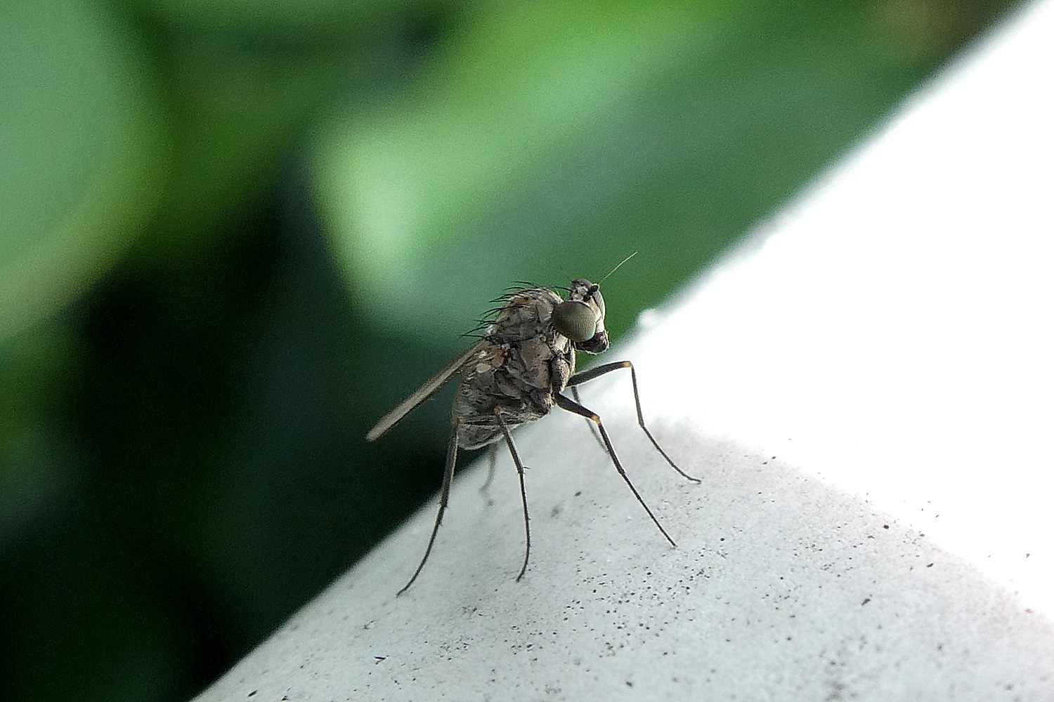 Kleine  Fliege auf Stelzen :-)