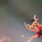 Kleine Fliege auf Zaubernuss