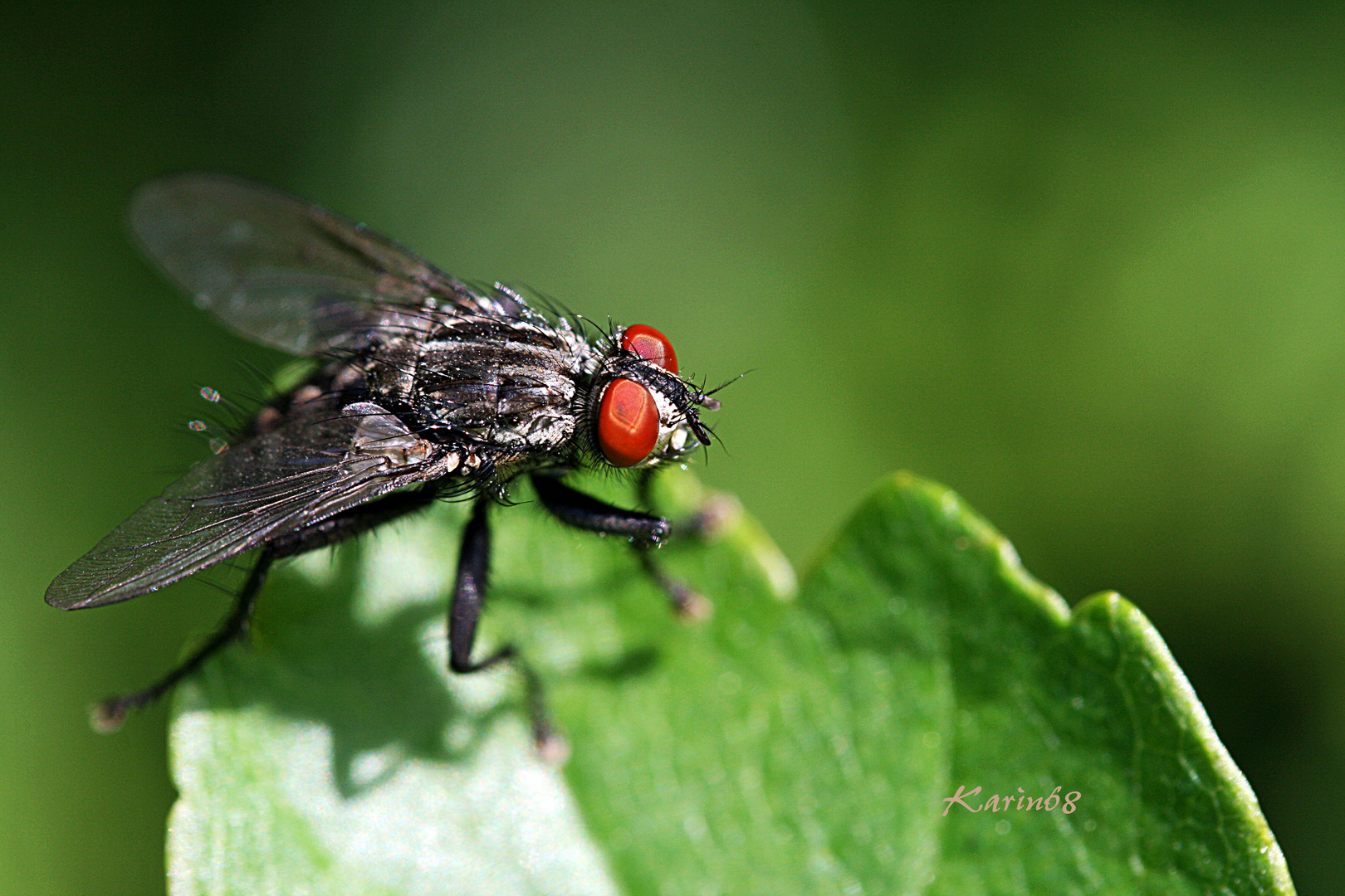 Kleine Fliege......