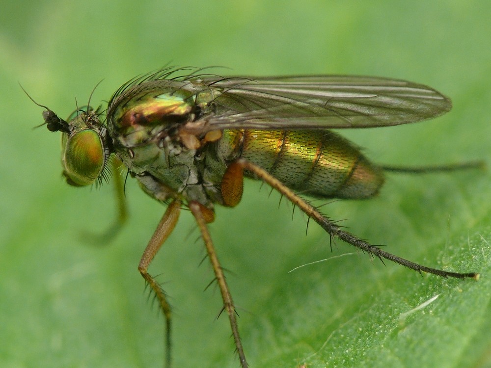 Kleine Fliege