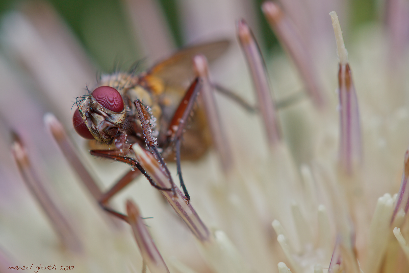 Kleine Fliege