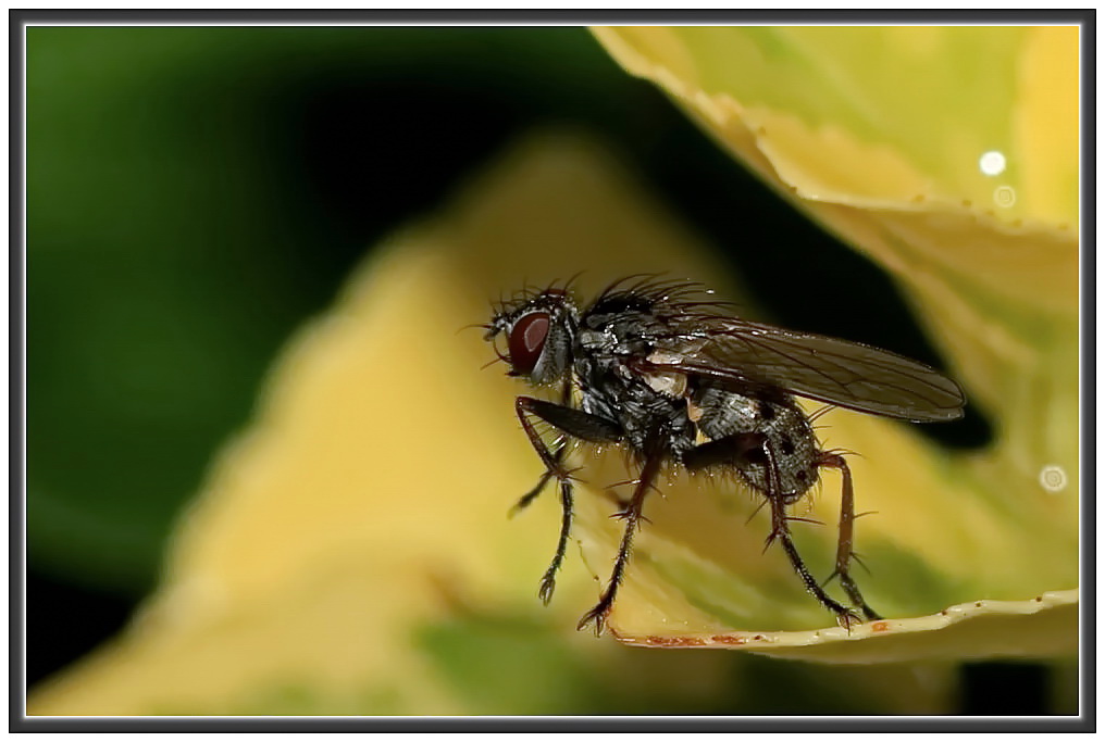 kleine Fliege... Foto & Bild natur, tiere, wildlife Bilder auf