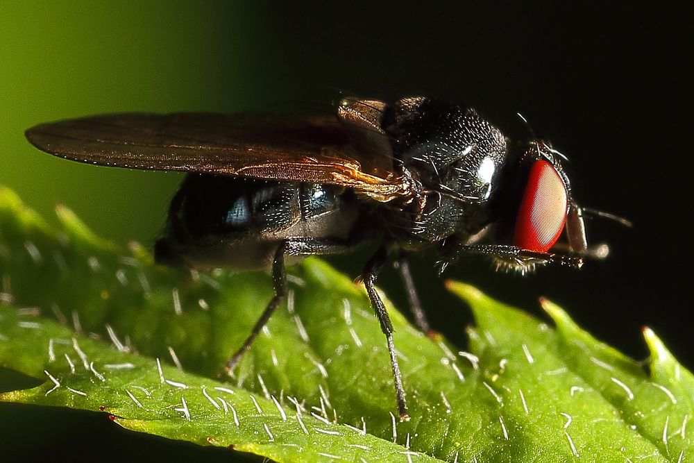 Kleine Fliege