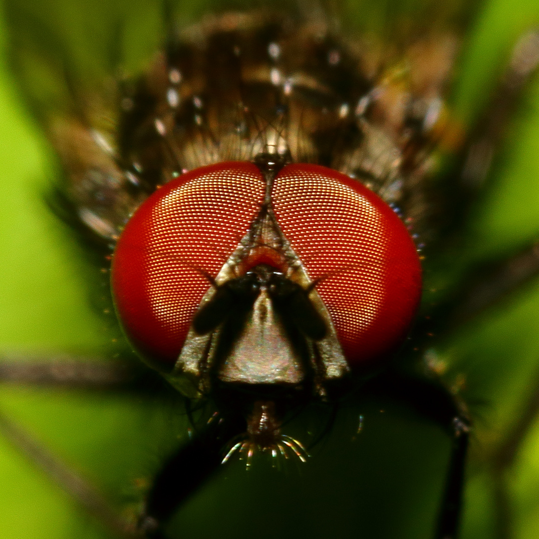 Kleine Fliege - Detail