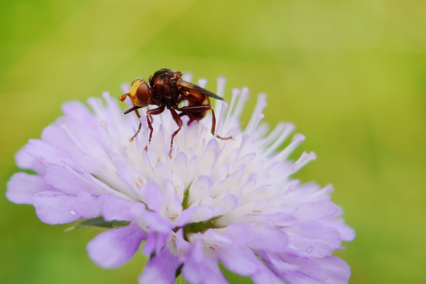 Kleine Fliege