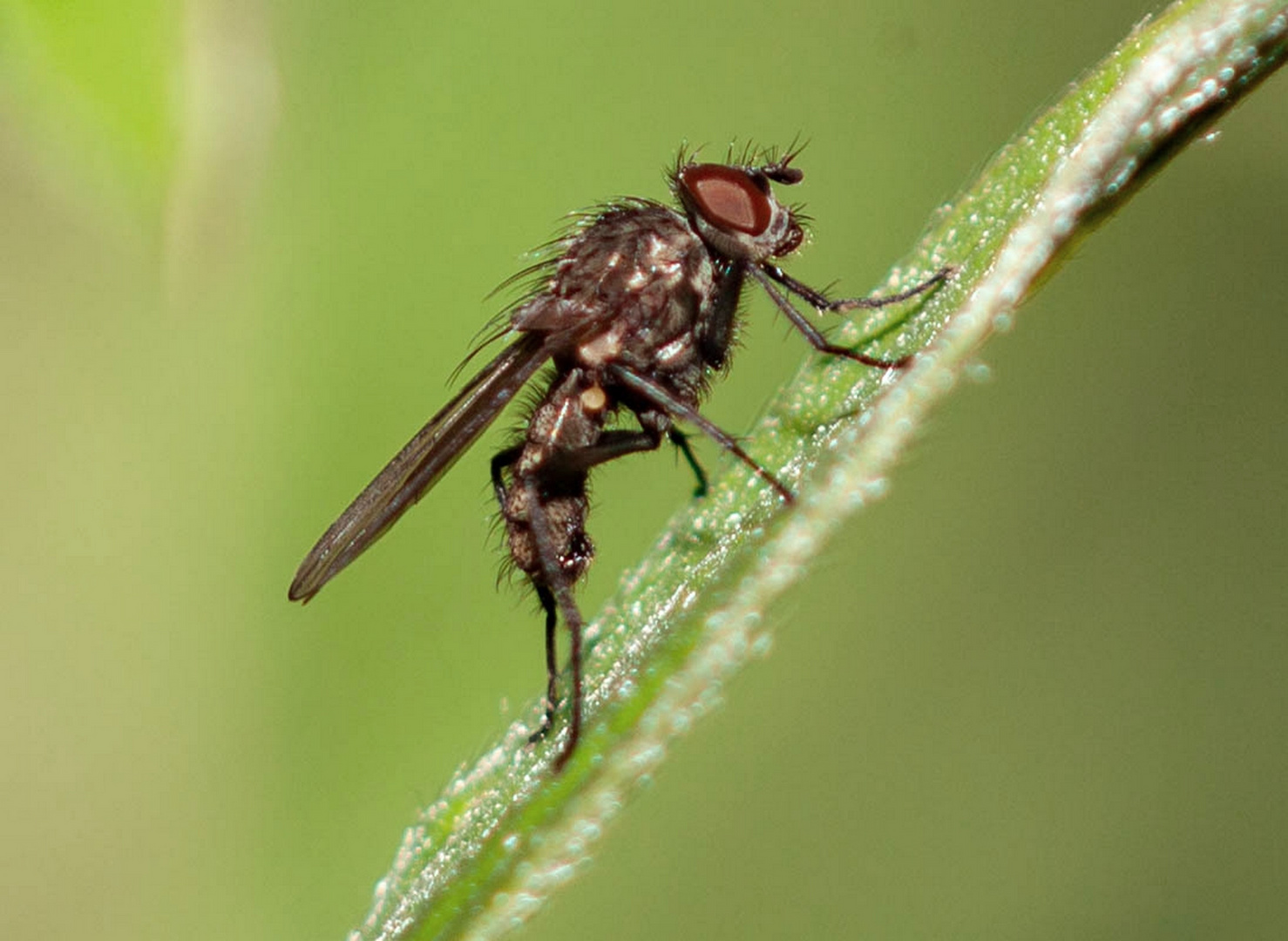 Kleine Fliege Foto & Bild tiere, wildlife, insekten Bilder auf