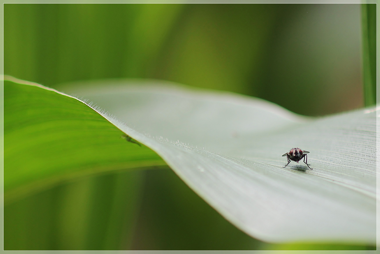 kleine Fliege