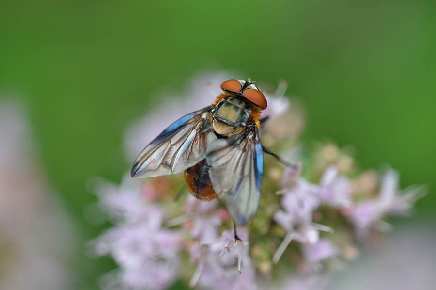 Kleine Fliege flieg.....