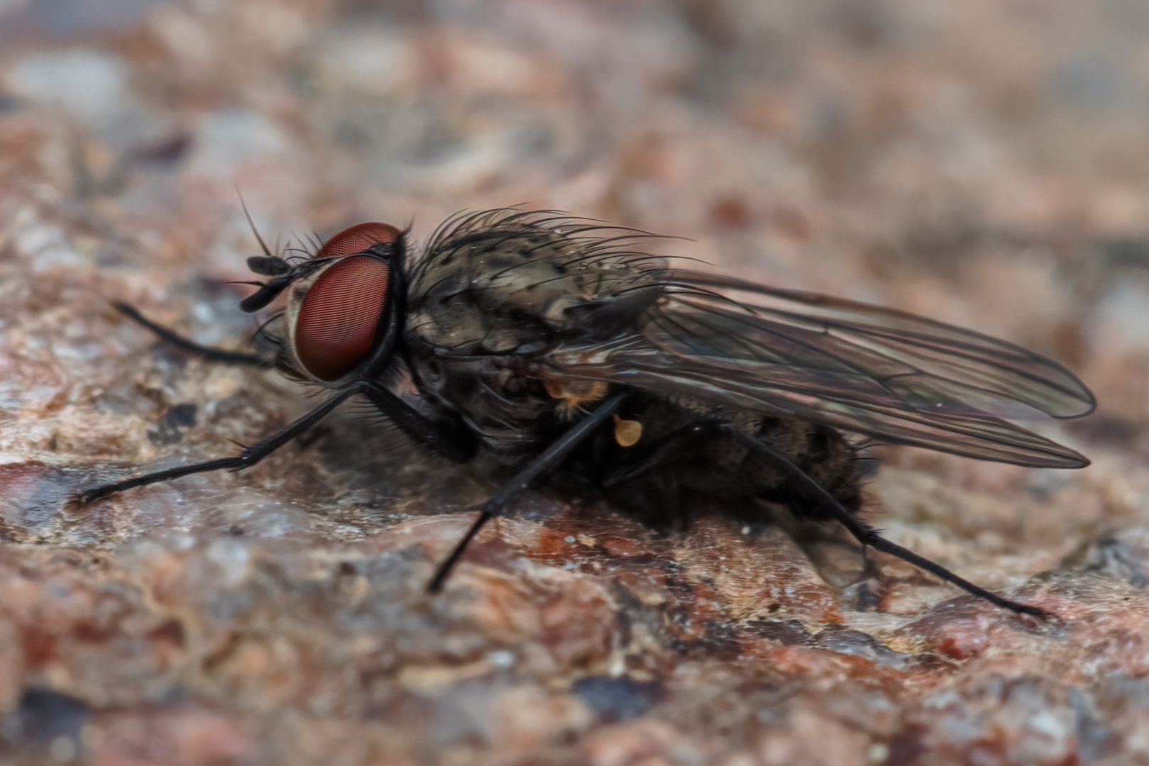 Kleine Fliege ganz groß