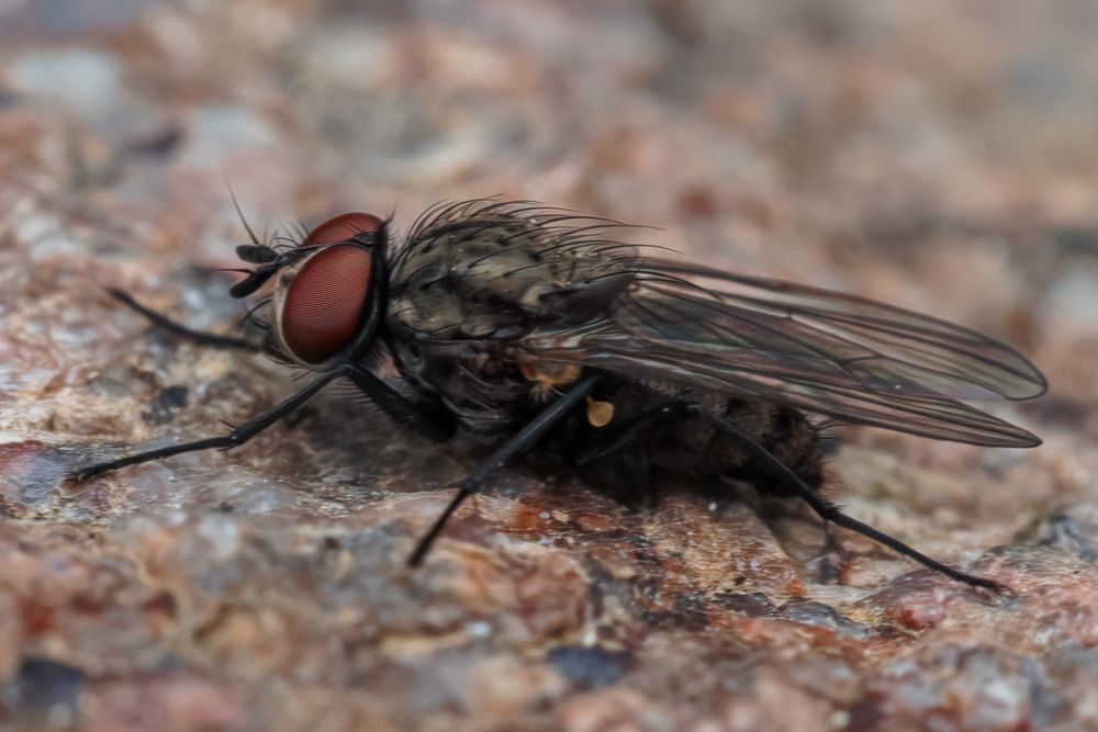 Kleine Fliege ganz groß Foto & Bild | makro, natur, macro Bilder auf ...