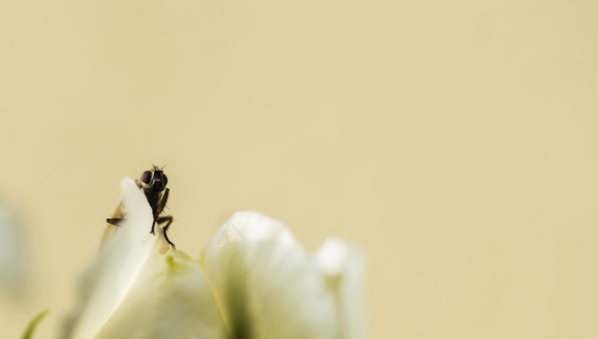 Kleine Fliege ganz groß