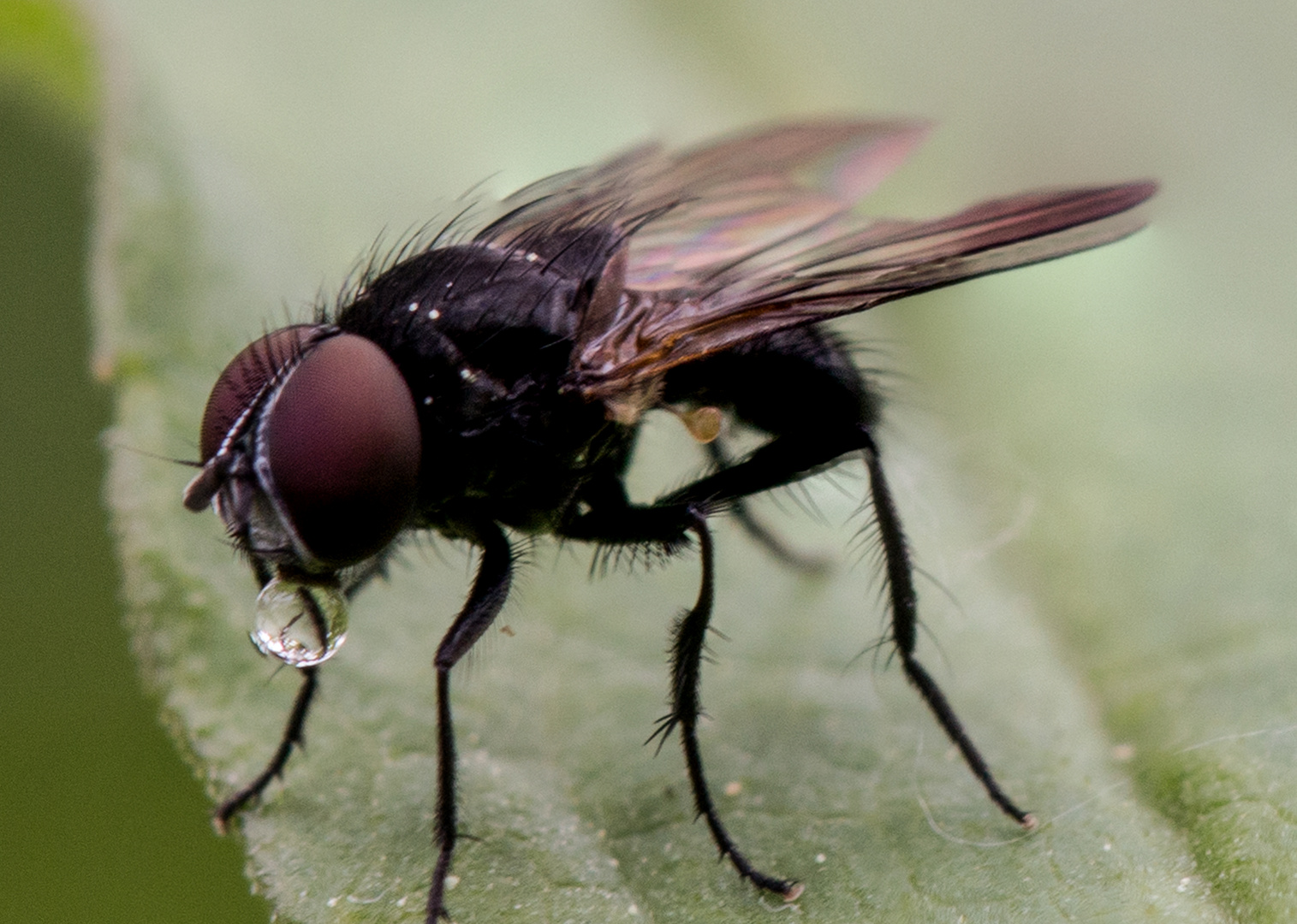 kleine Fliege ganz Groß