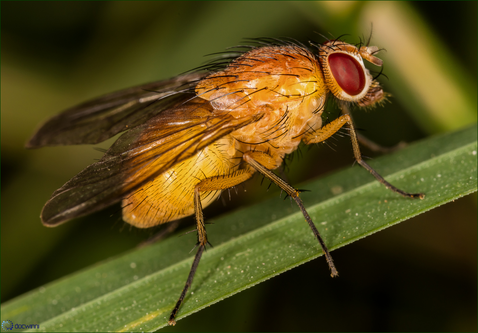 Kleine Fliege - Ganz groß