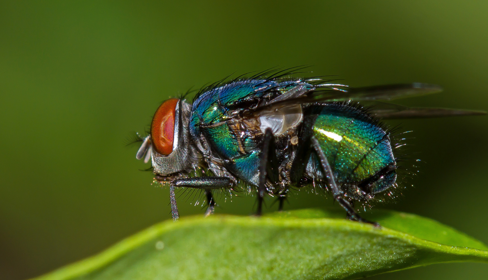 kleine Fliege ganz groß