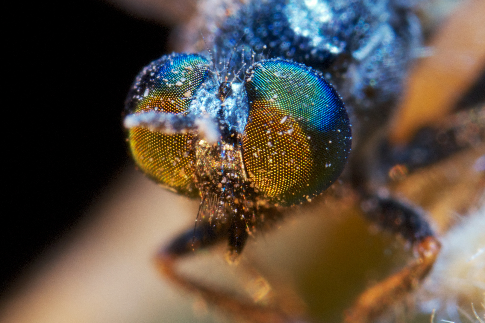 Kleine Fliege ganz gross