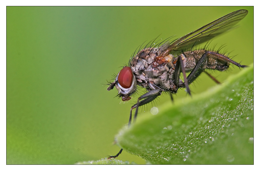 kleine fliege ganz groß