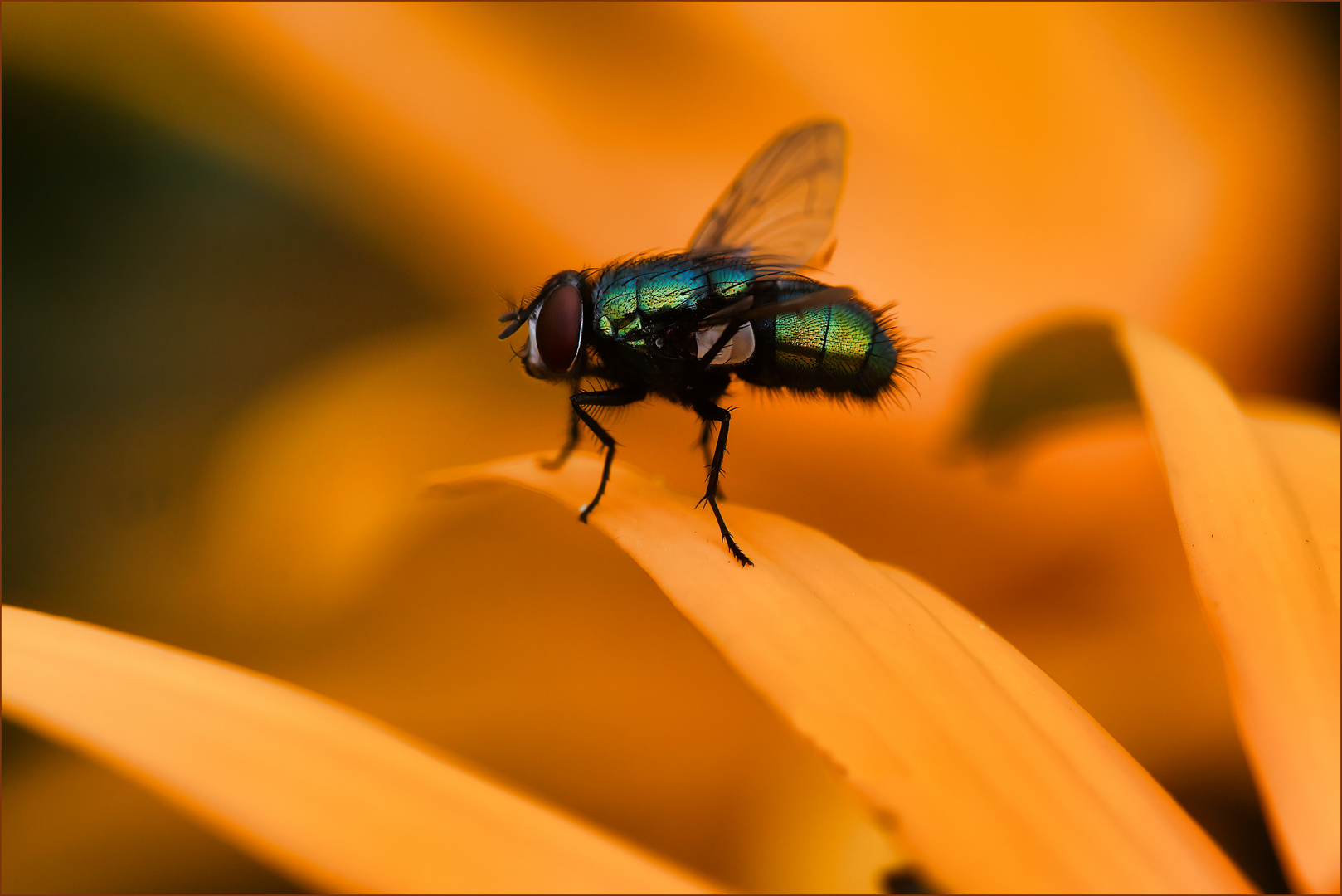 Kleine Fliege ganz gross