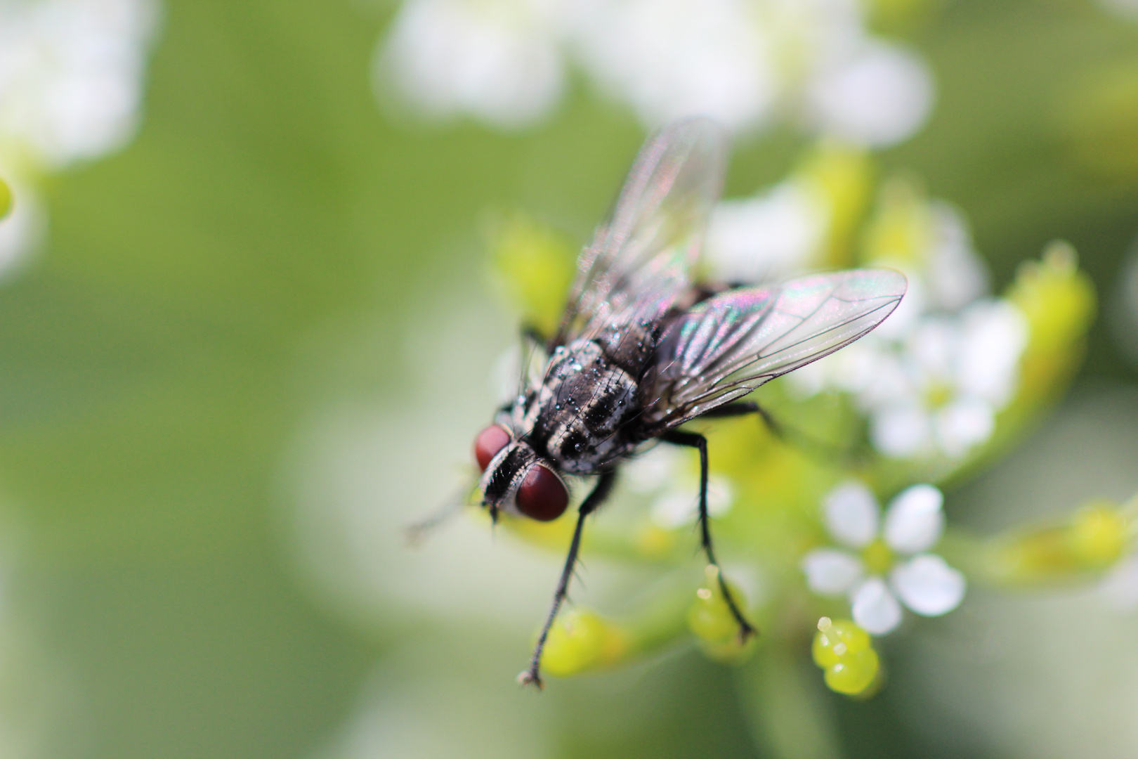 kleine Fliege, ganz groß!