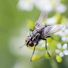 kleine Fliege, ganz groß!