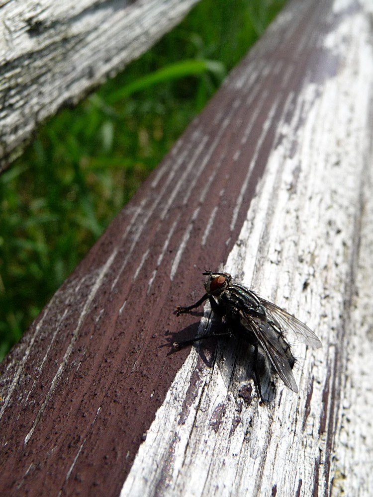 kleine Fliege, große Holzbank