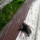 kleine Fliege, große Holzbank