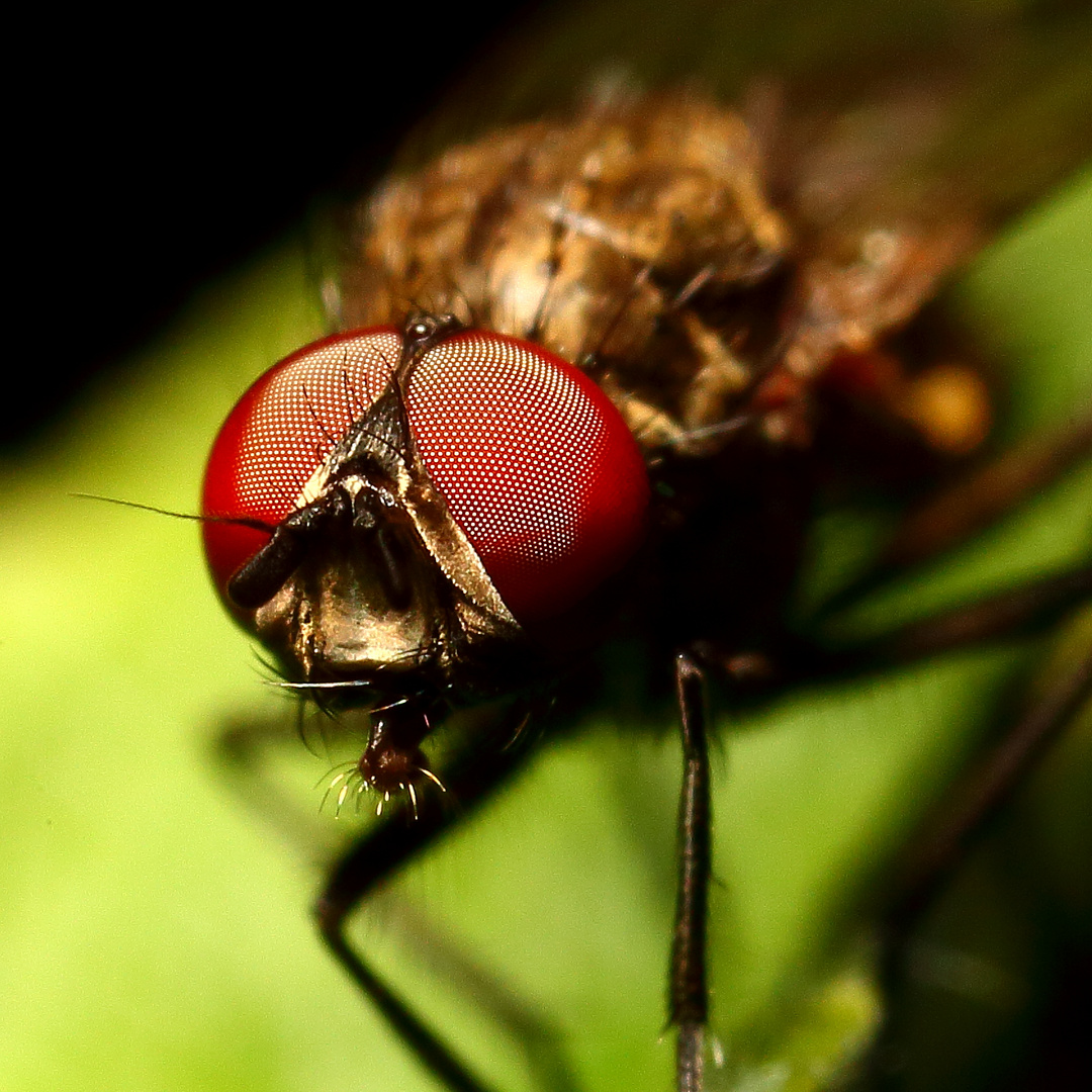 Kleine Fliege (I)