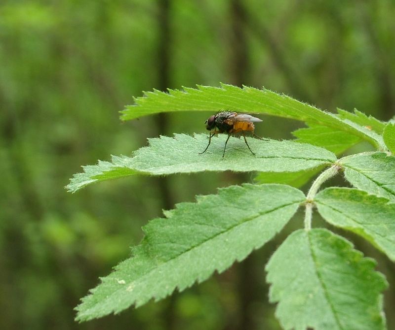 Kleine Fliege im großen Wald