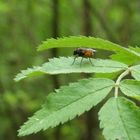 Kleine Fliege im großen Wald