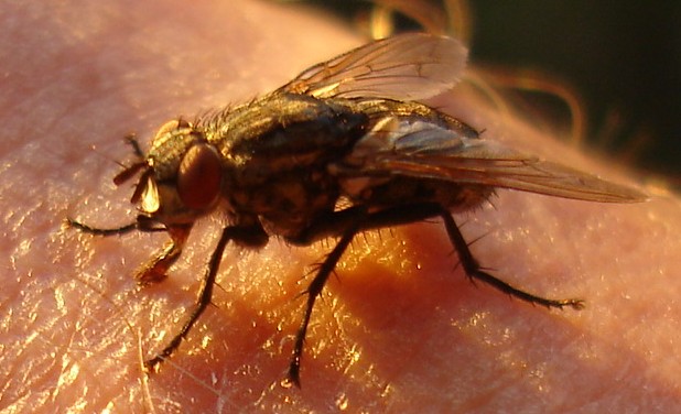 Kleine Fliege kommt ganz groß raus