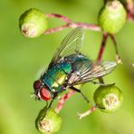 Kleine Fliege mal ganz groß