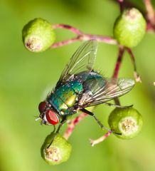 Kleine Fliege mal ganz groß