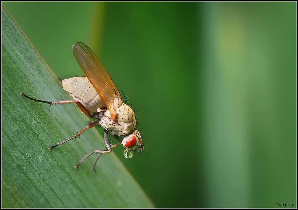 Kleine Fliege mit Tropfen