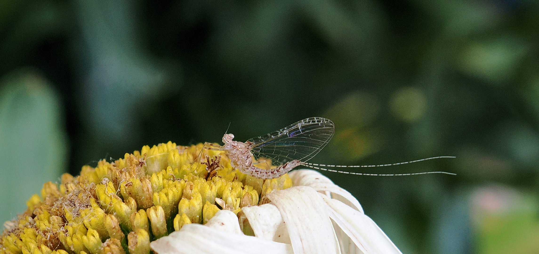 Kleine Fliege …ok Eintagsfliege ..