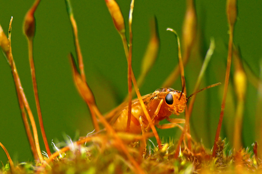 Kleine Fliege zwischen Mooshalmen