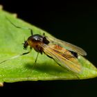 Kleine Fliege/Mücke