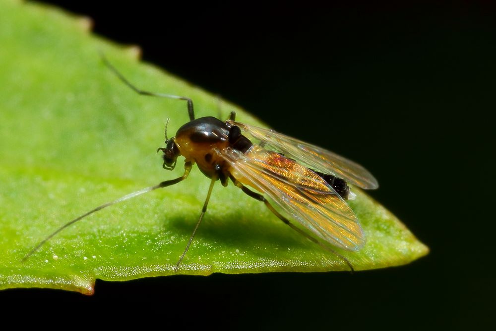 Kleine Fliege/Mücke