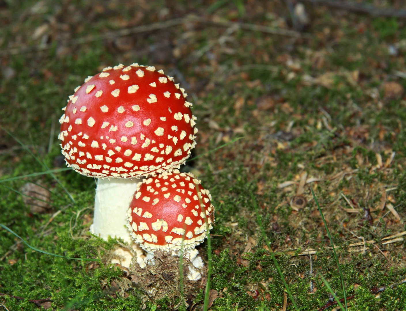 Kleine Fliegenpilze Foto &amp; Bild | pflanzen, pilze &amp; flechten, pilze ...