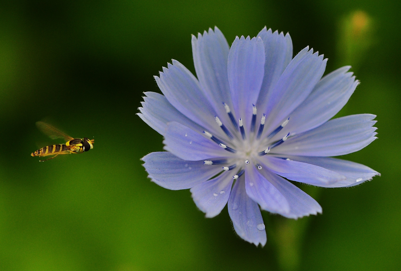 Kleine Flieger ....