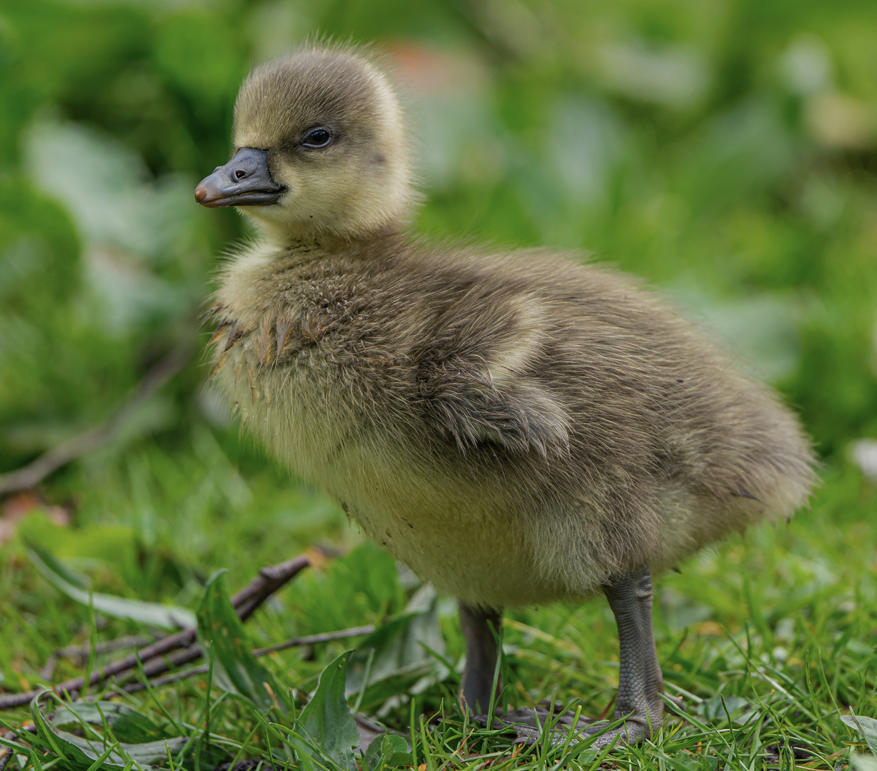 kleine Flügel, große Beine