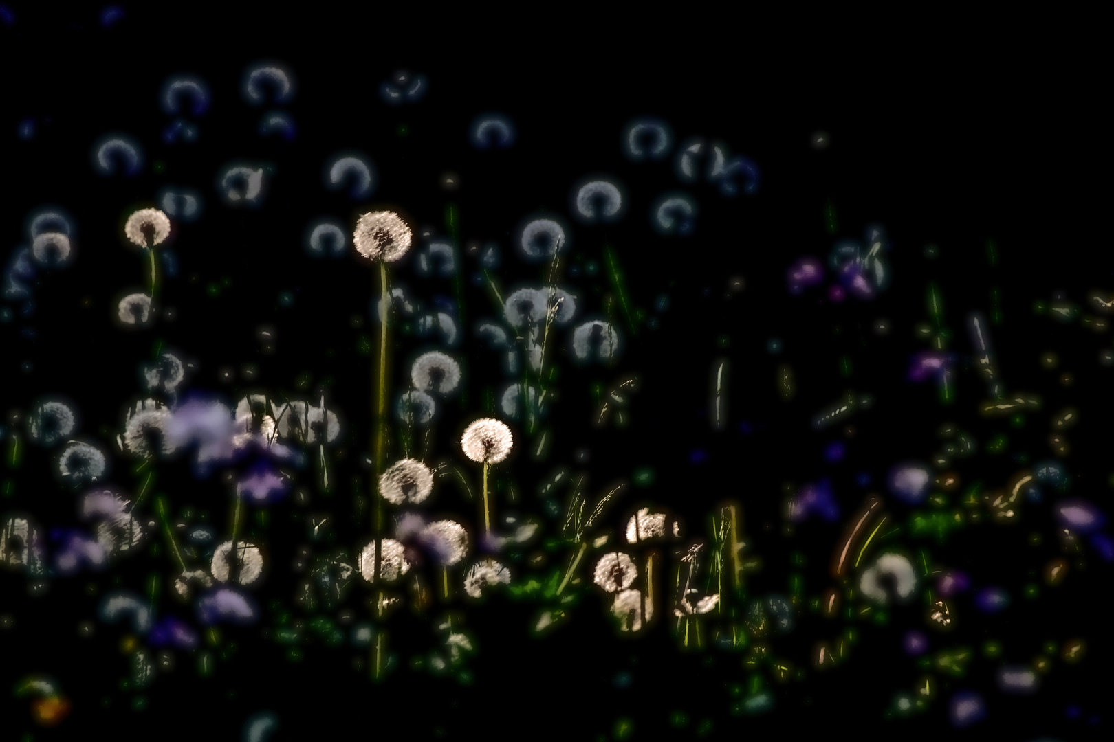 Kleine fluffige Bällchen im Abendlicht