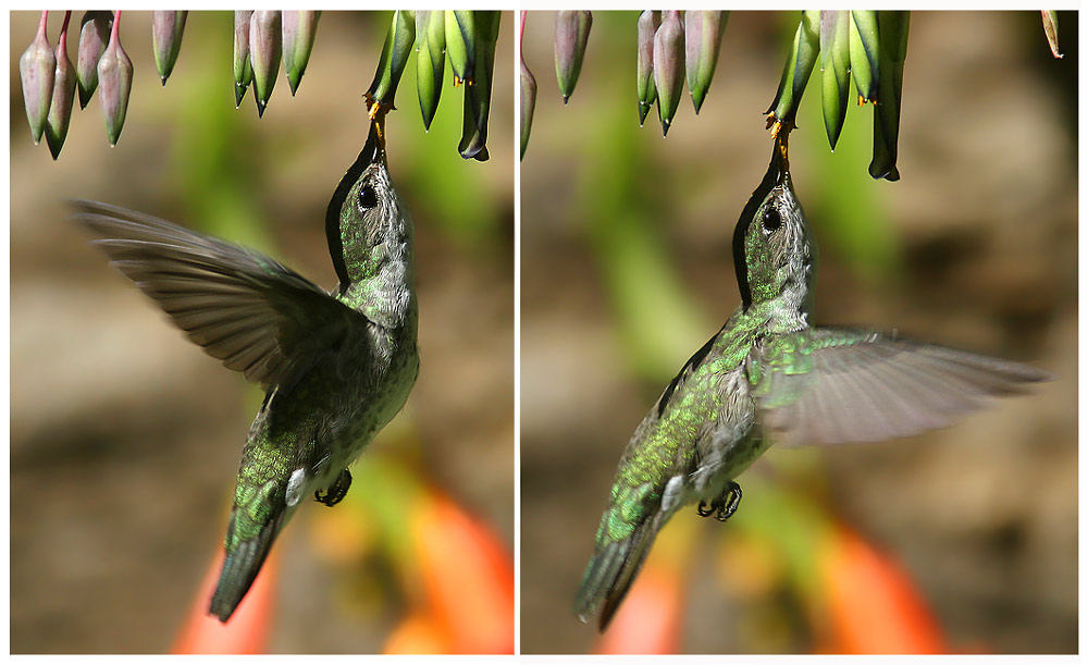 kleine Flug-studie