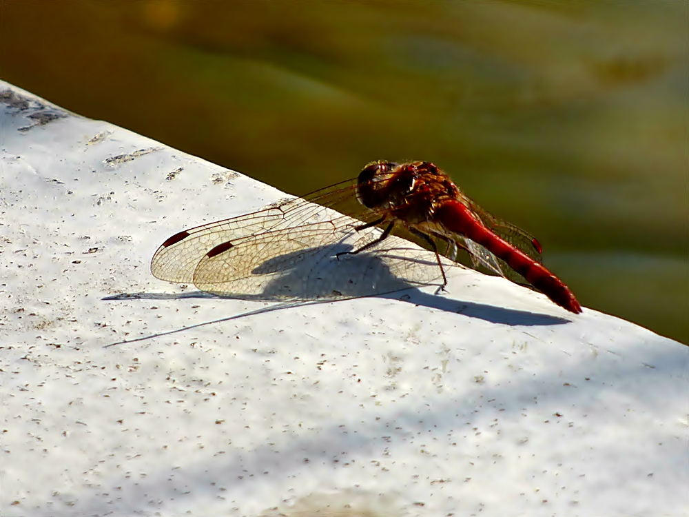 Kleine Flugpause . . .