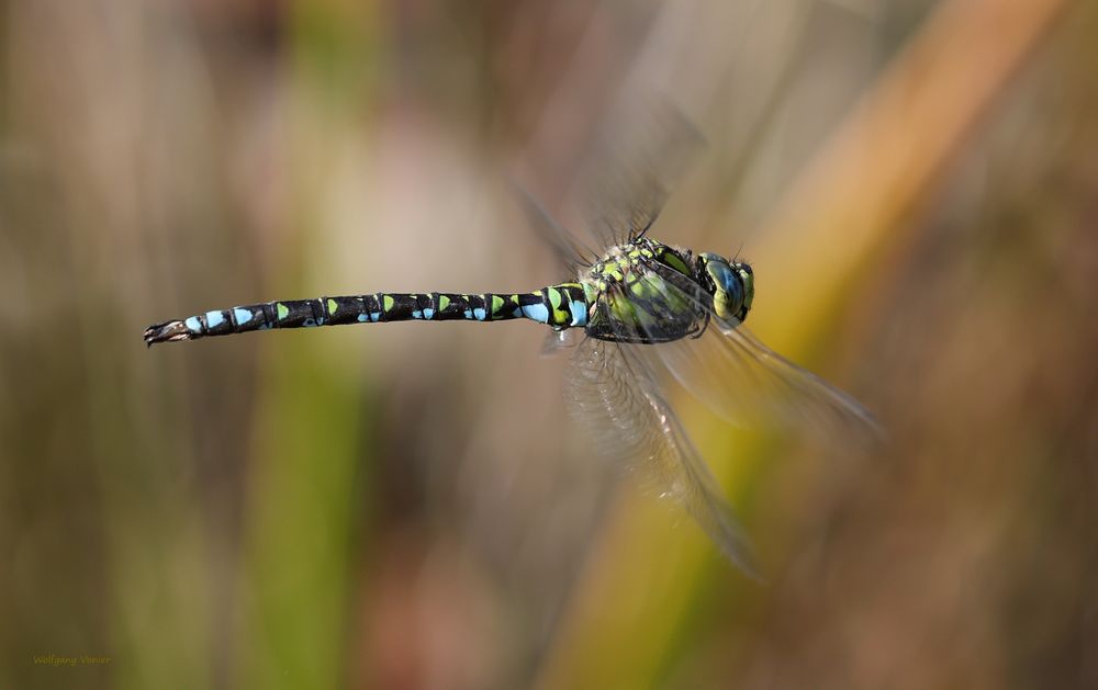 kleine Flugserie von der  Mosaikjungfer