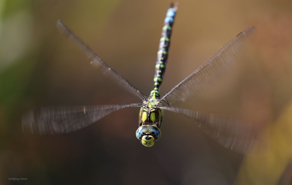 kleine Flugserie von der  Mosaikjungfer